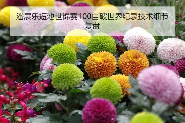 潘展乐短池世锦赛100自破世界纪录技术细节复盘